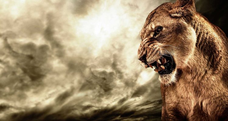 the world is a jungle